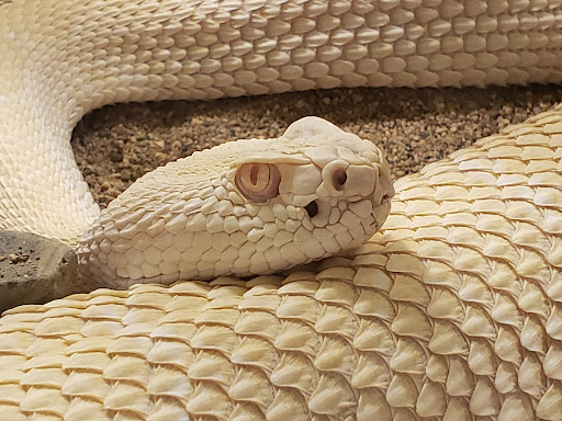 Zoo «Heritage Park Zoological Sanctuary», reviews and photos, 1403 Heritage Park Rd, Prescott, AZ 86301, USA