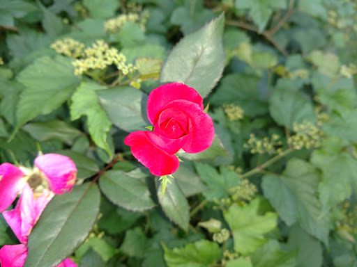 Park «Delcastle Recreational Park», reviews and photos, 2920 Duncan Rd, Wilmington, DE 19808, USA