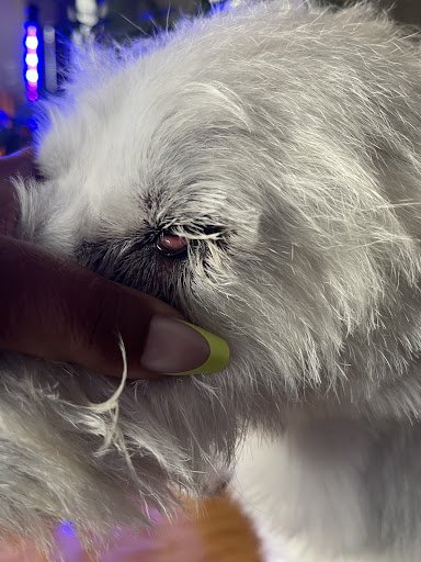 Pet Supply Store «Petco Animal Supplies», reviews and photos, 848 N Colony Rd c, Wallingford, CT 06492, USA