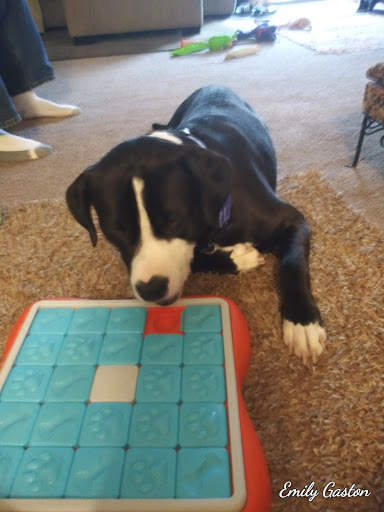 Pet Supply Store «PetSmart», reviews and photos, 2028 Miamisburg Centerville Rd, Dayton, OH 45459, USA