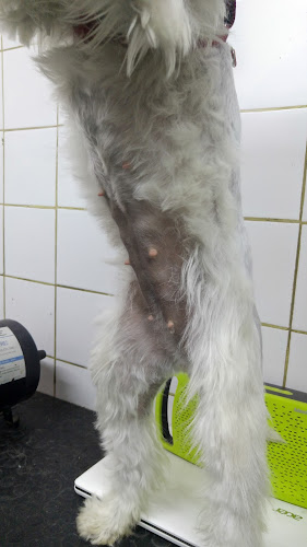 Teléfono de Centro Veterinario Tabancura
