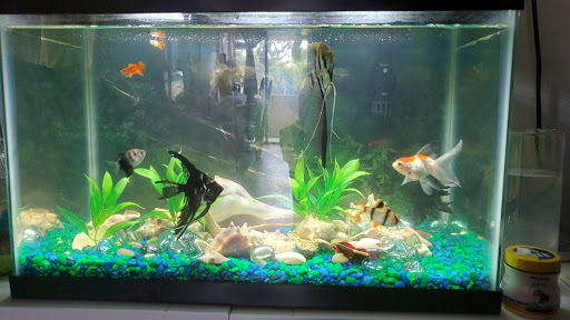 Pet Store «El Palomar Pet Shop Inc», reviews and photos, 4712 W Flagler St, Coral Gables, FL 33134, USA