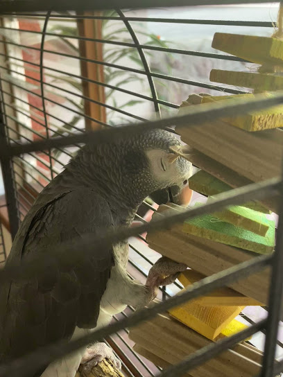 The Parrot Shop