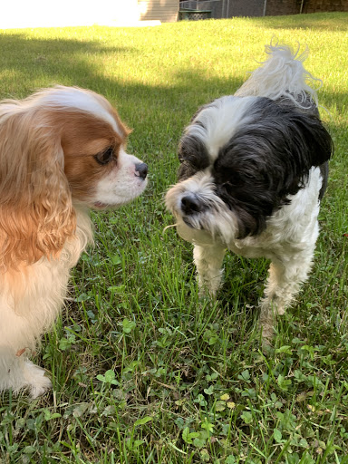 Pet Boarding Service «About Pets Center», reviews and photos, 1604 Conehurst Blvd, Salem, VA 24153, USA