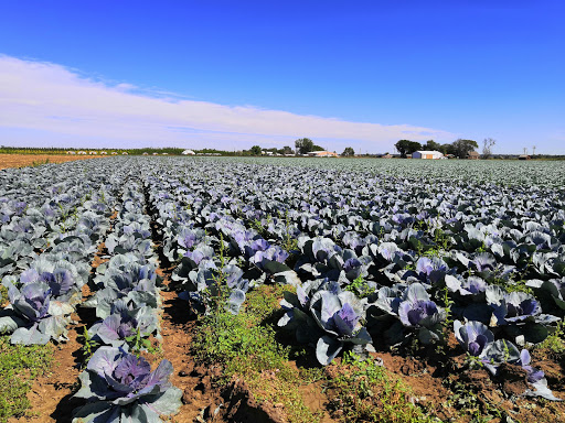 Produce Market «Berry Patch Farms», reviews and photos, 13785 Potomac St, Brighton, CO 80601, USA