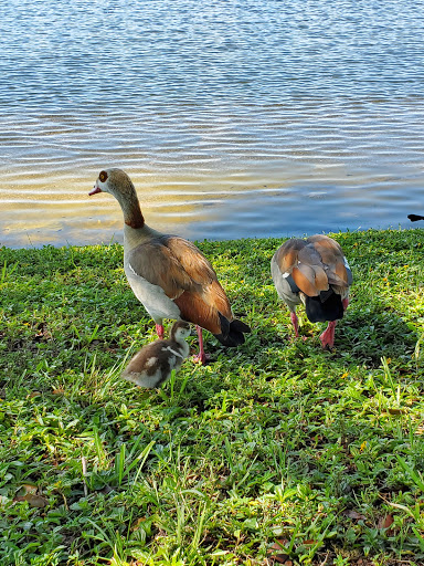 Park «Plantation Central Park», reviews and photos, 9151 NW 2nd St, Plantation, FL 33324, USA