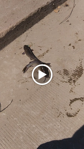 Dollar Store «FAMILY DOLLAR», reviews and photos, 725 E 2nd St, Muscatine, IA 52761, USA