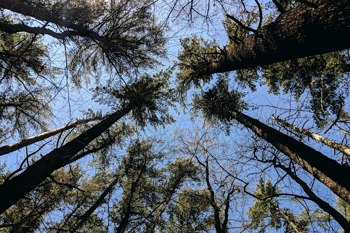 Nature Preserve «Centennial Woods Natural Area», reviews and photos, I-89, Burlington, VT 05401, USA