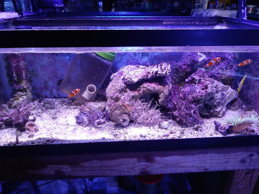 Pet Store «Aquarium & Reef Center», reviews and photos, 231 Del Prado Blvd, Cape Coral, FL 33990, USA