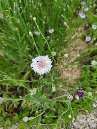 Historical Place Museum «Riversdale House Museum», reviews and photos, 4811 Riverdale Rd, Riverdale, MD 20737, USA