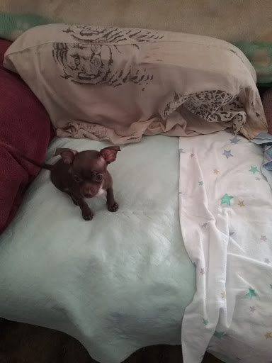 Pet Groomer «Bow-Wow Boutique», reviews and photos, 5625 W Gulf to Lake Hwy, Crystal River, FL 34429, USA