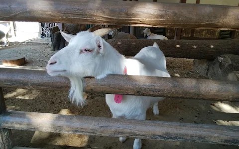 Children’s Zoo (Petting Zoo) image