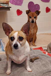 Fun Fur U - In (your) Home Pet Care - Photo 2 - Car repair in , Lancaster
