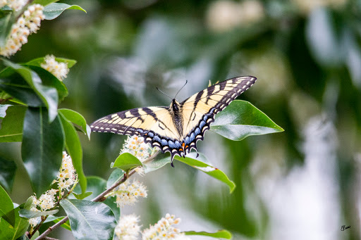 Nature Preserve «Melvin L. Newman Wetlands Center», reviews and photos, 2755 Freeman Rd, Hampton, GA 30228, USA