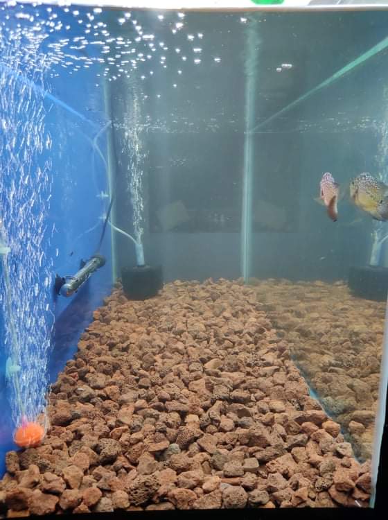Jp Aquatics