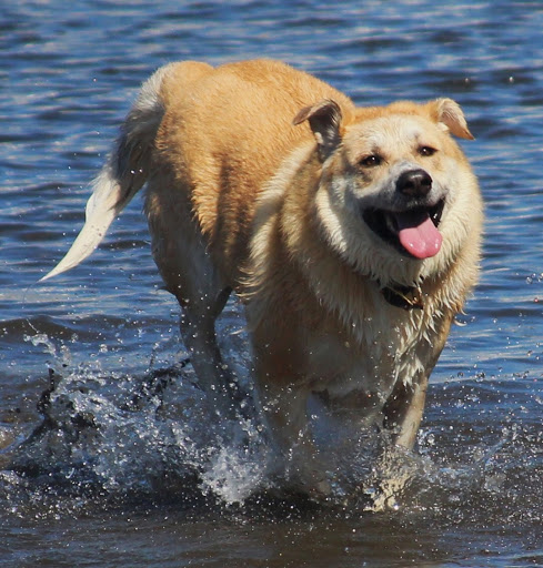 Park «Sellwood Riverfront Park», reviews and photos, SE Oaks Park Way, Portland, OR 97202, USA