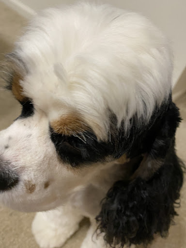 Pet Supply Store «PetSmart», reviews and photos, 2391 NJ-66, Ocean Township, NJ 07712, USA