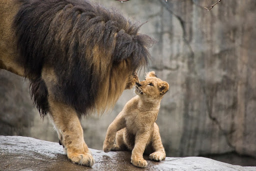 Zoo «Oregon Zoo», reviews and photos, 4001 Southwest Canyon Road, Portland, OR 97221, USA