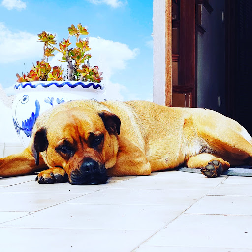 Clínica Veterinaria Es Camp Rodó en Palma