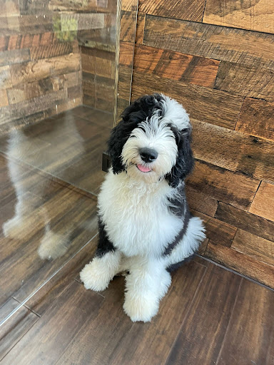 Pet Store «Petland of Plantation», reviews and photos, 801 S University Dr, Plantation, FL 33324, USA