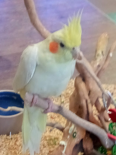 Pet Store «Ark Pet Shop», reviews and photos, 2400 W Lincoln Hwy, Merrillville, IN 46410, USA