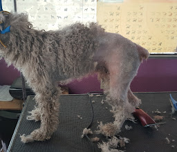 VETERINARIA MUNDO ANIMAL photo