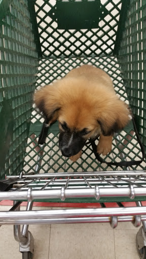 Pet Supply Store «Pet Supplies Plus», reviews and photos, 283 Middle Turnpike W, Manchester, CT 06040, USA