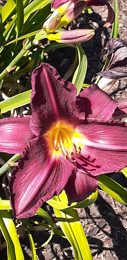 Bakery «Krispy Kreme Doughnuts», reviews and photos, 3133 Mission College Blvd, Santa Clara, CA 95054, USA