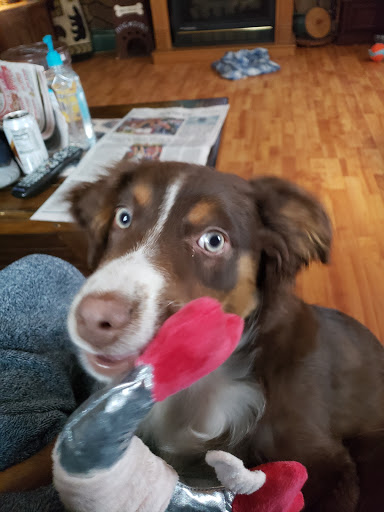 Pet Supply Store «PetSmart», reviews and photos, 270 Marketplace Boulevard, Selinsgrove, PA 17870, USA