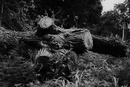 Nature Preserve «Rollins Savanna Forest Preserve», reviews and photos, 20160 W Washington St, Grayslake, IL 60030, USA