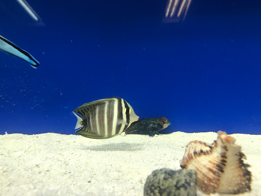 Pet Store «Acuario Piscis», reviews and photos, 3040 W Cermak Rd, Chicago, IL 60623, USA