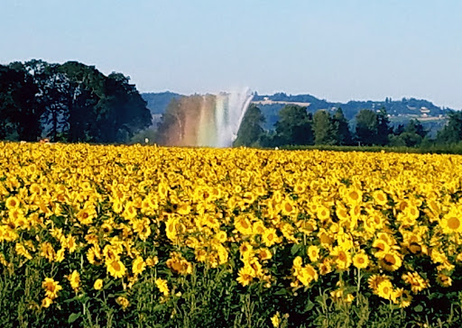 Vineyard «Stangeland Vineyards & Winery», reviews and photos, 8500 Hopewell Rd NW, Salem, OR 97304, USA