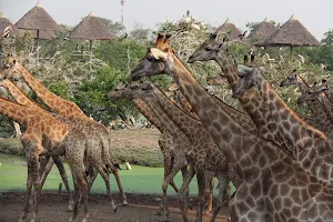 Giraffe Feeding Station image