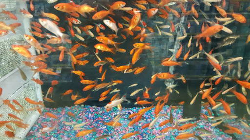 Pet Supply Store «Pet Supplies Plus», reviews and photos, 105 E Ogden Ave, Westmont, IL 60559, USA