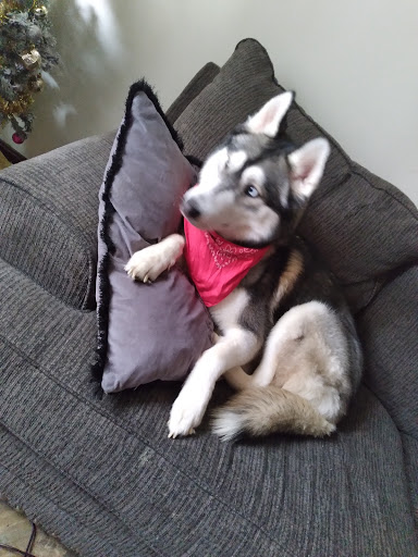 Pet Supply Store «Petco Animal Supplies», reviews and photos, 1694 Boston Rd, Springfield, MA 01129, USA