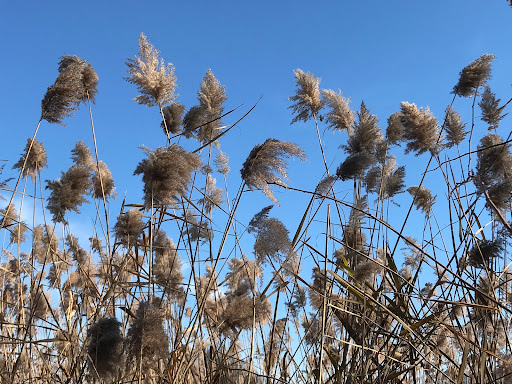 Park «Baisley Pond Park», reviews and photos, Baisley Blvd, Jamaica, NY 11434, USA