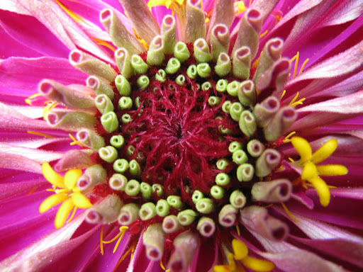 Florist «Lexis Florist», reviews and photos, 6102 Skyline Dr a, Houston, TX 77057, USA