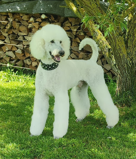 Kellys Hundesalon/Hundestube unter Ferdinandshof, 