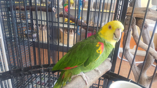 Pet Store «Louis Birds Pets & Supplies», reviews and photos, 80 Keyes St, San Jose, CA 95122, USA