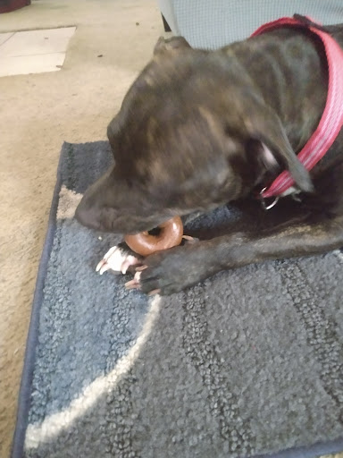 Bagel Shop «Einstein Bros. Bagels», reviews and photos, 1661 Riverside Ave Suite 130, Jacksonville, FL 32204, USA