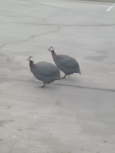 Bait Shop «Elkhorn Outdoor Sports», reviews and photos, 6745 20th St, Rio Linda, CA 95673, USA