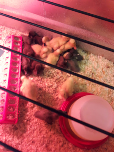 Animal Feed Store «Wilco Farm Store», reviews and photos, 3408 Hunt St NW, Gig Harbor, WA 98335, USA