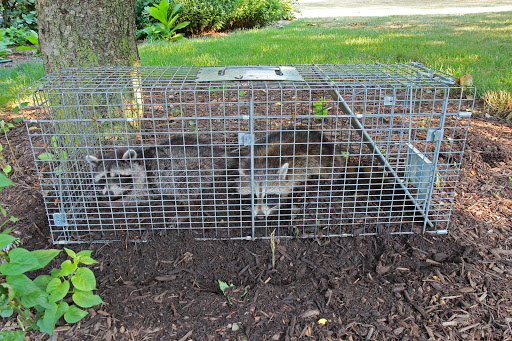 ASAP Wildlife Control And Removal - Virginia