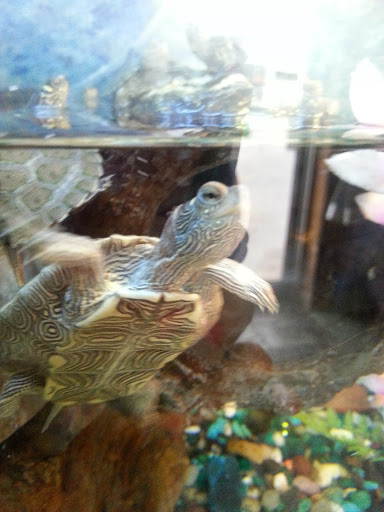 Pet Supply Store «Pet Station Jackson», reviews and photos, 1617 E Michigan Ave, Jackson, MI 49202, USA