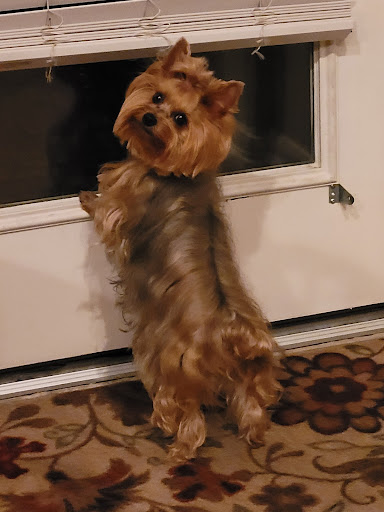 Pet Store «PetSmart», reviews and photos, 6545 North Grand Parkway West Suite 104, Spring, TX 77389, USA