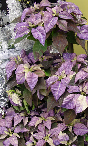 Florist «Bates Flowers by DZyne», reviews and photos, 813 4th Ave, Grinnell, IA 50112, USA