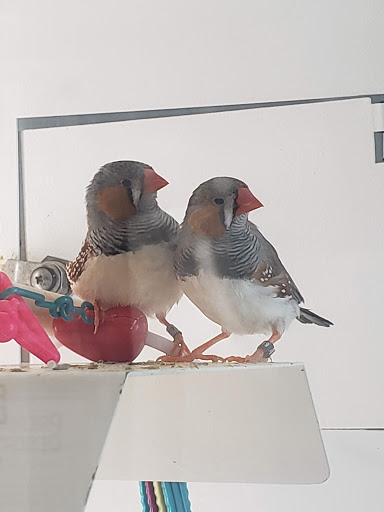 Pet Supply Store «Petco Animal Supplies», reviews and photos, 1622 Clark Street Rd, Auburn, NY 13021, USA