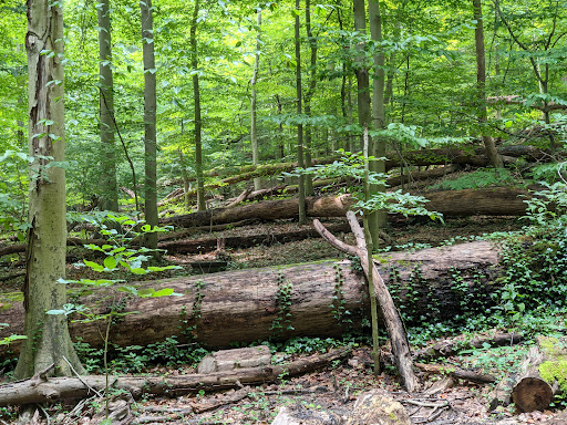 National Park «Battery Kemble Park», reviews and photos, 3035 Chain Bridge Rd NW, Washington, DC 20016, USA