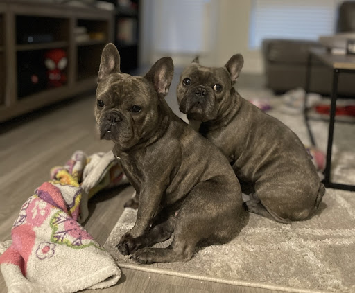 Pet Store «Charm City Puppies», reviews and photos, 8205 Snowden River Pkwy, Columbia, MD 21045, USA