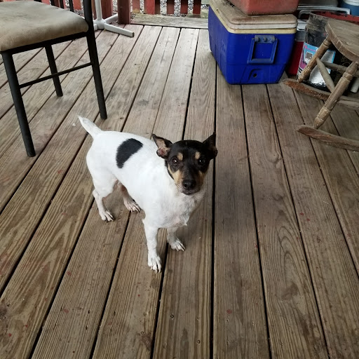 Pet Supply Store «PetSmart», reviews and photos, 5801 Belleville Crossing St, Belleville, IL 62226, USA